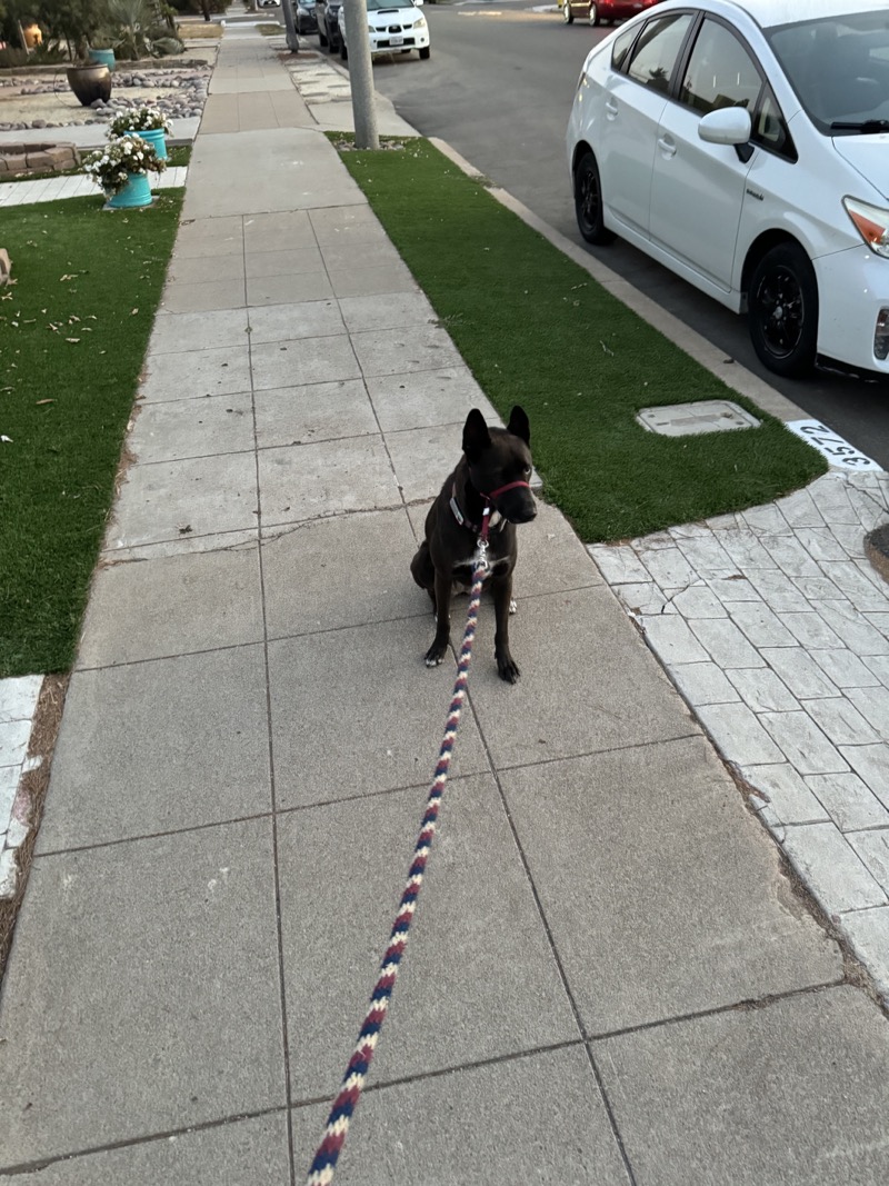 A picture of a black dog named Bowie sitting, taken on September 9 2024 at 6:15 am